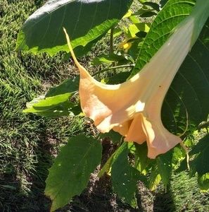 Meet your Posher, Janet